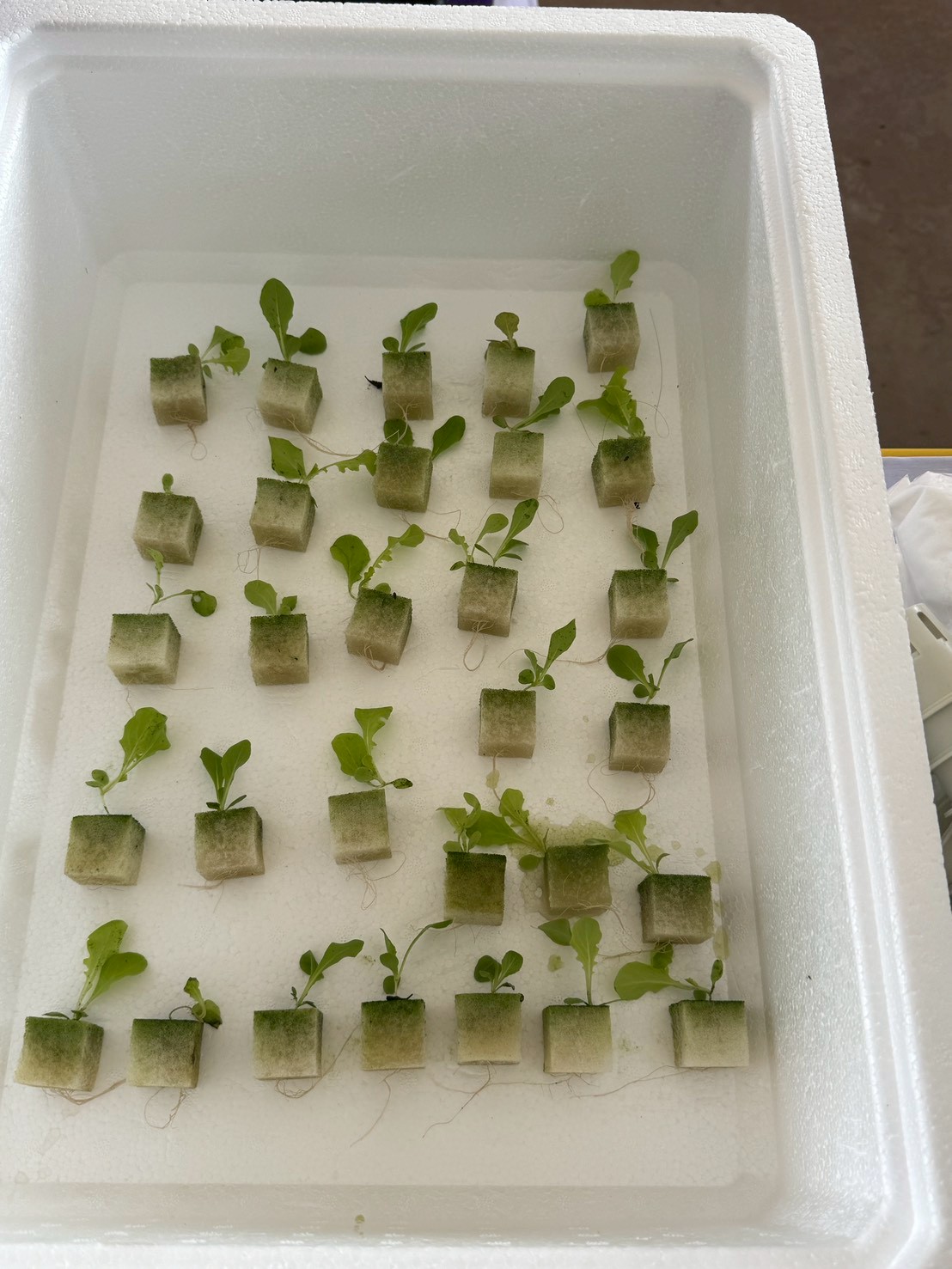 title - ส.ป.ก.จันทบุรี ดำเนินการฝึกอบรม โครงการเพิ่มศักยภาพระบบงานเกษตรภายใต้แผนพัฒนาเด็กและเยาวชนในถิ่นทุรกันดาร ตามพระราชดำริ สมเด็จพระเทพรัตนราชสุดาฯ สยามบรมราชกุมารี ประจำปีงบประมาณ พ.ศ. 2569 